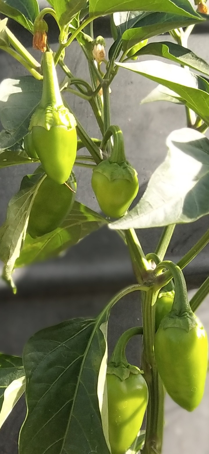 capsicum