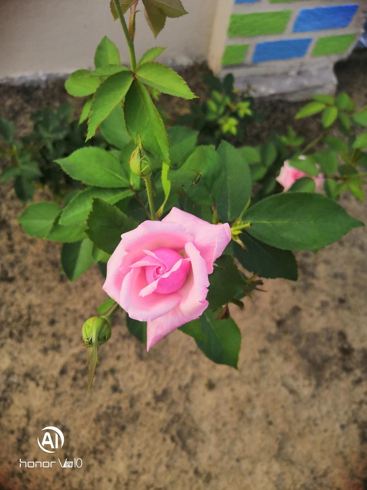 garden rose
