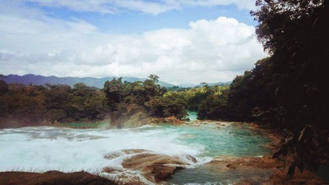 wild jungle