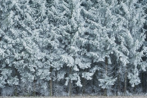 Frozen forest