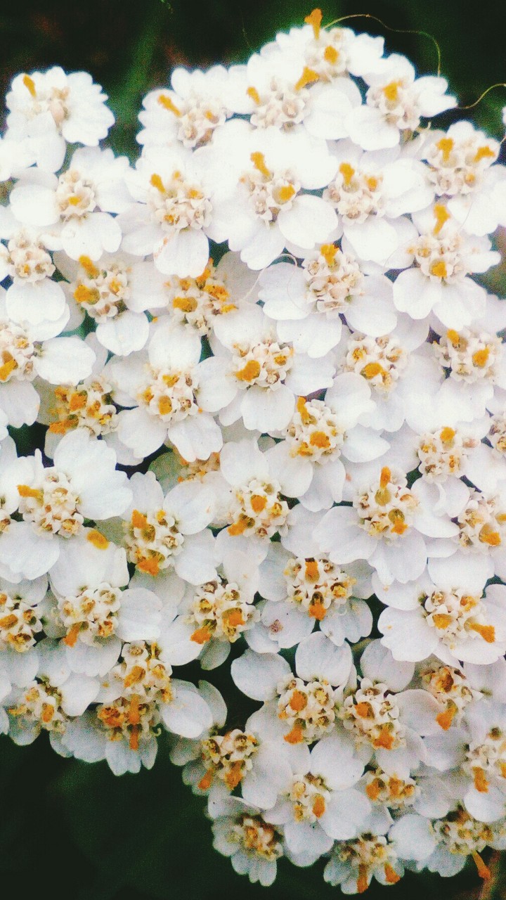 flowers●