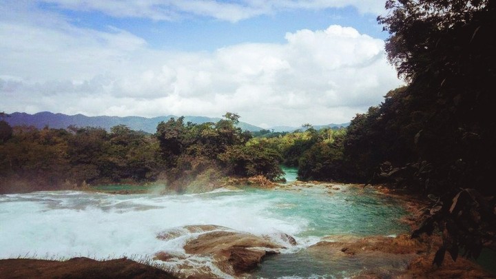 wild jungle