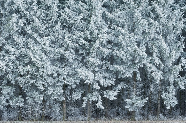 Frozen forest