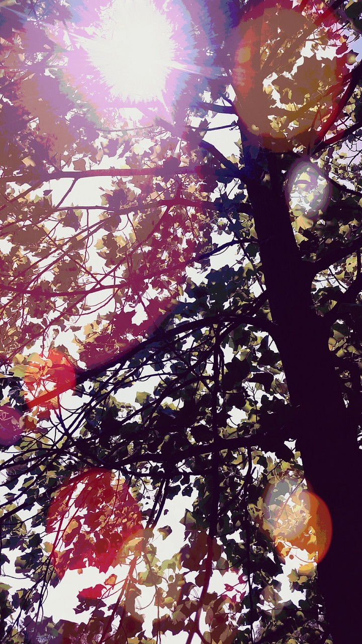 Tree with a ray of sunshine