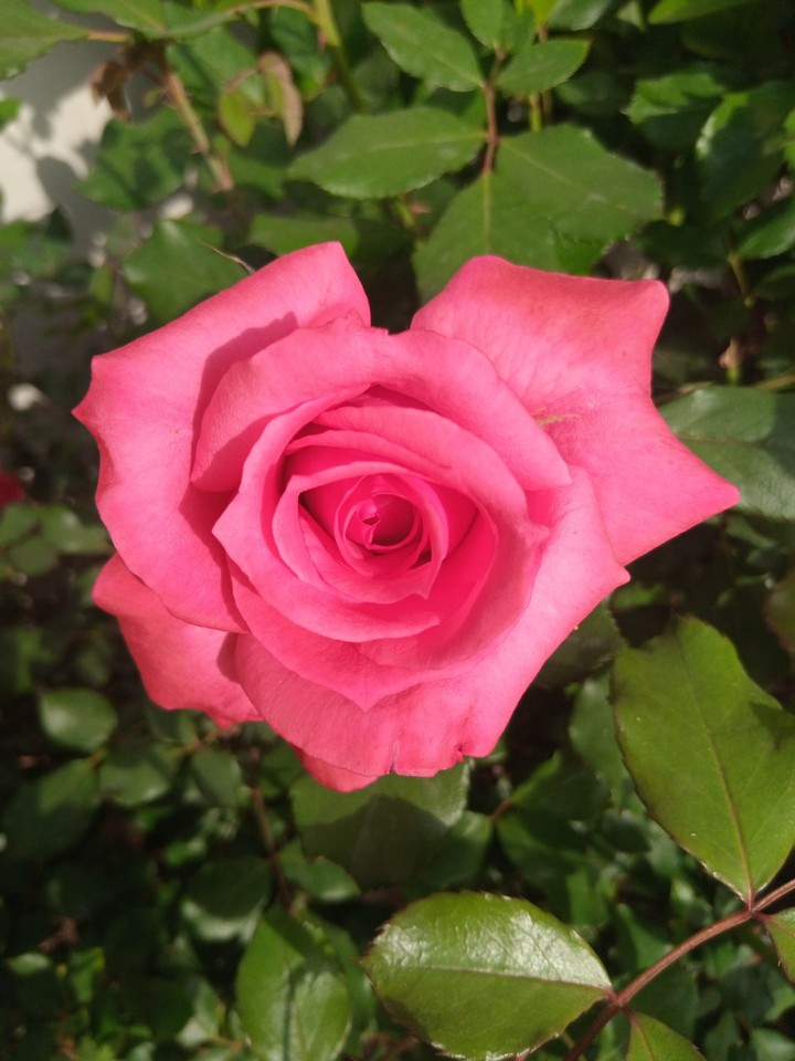 pink flowers