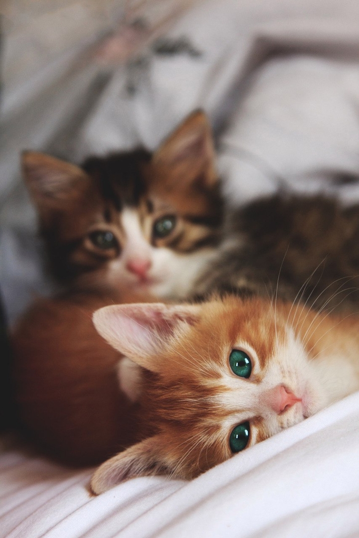 Cat's