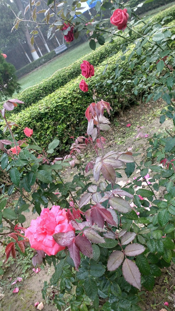 Bengal's beautiful.