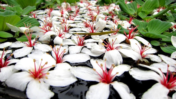 Vernicia fordii