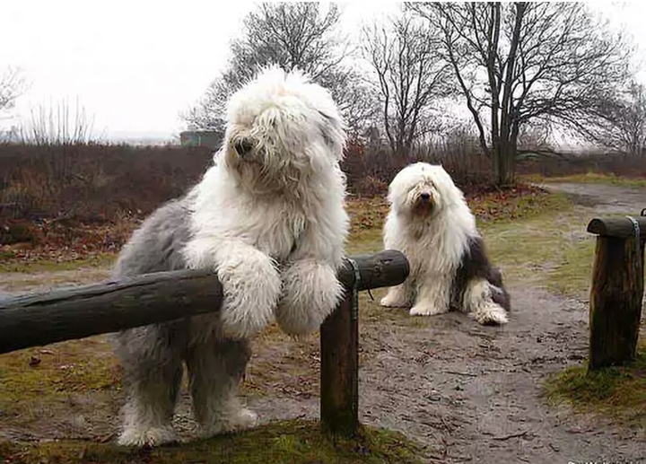 dogs