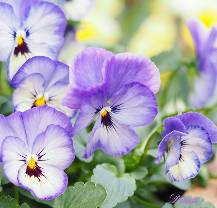 Viola