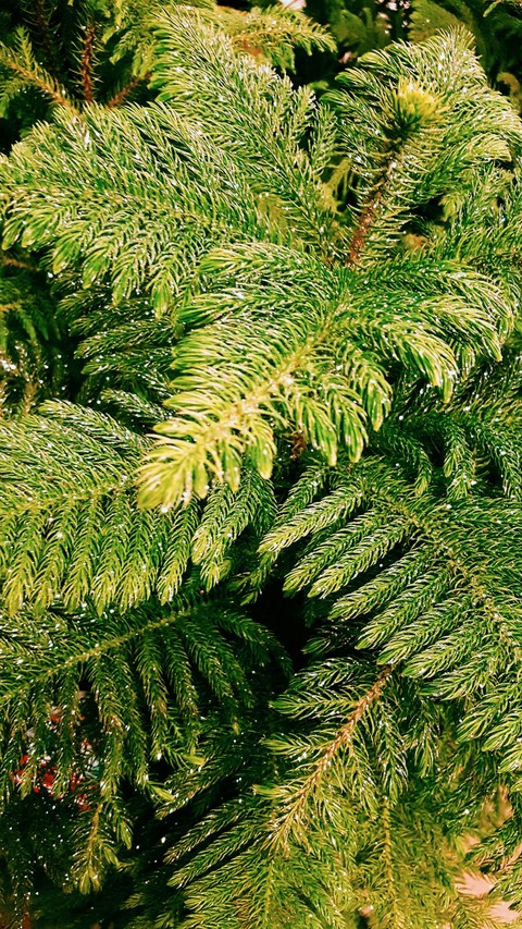 Glittery Trees