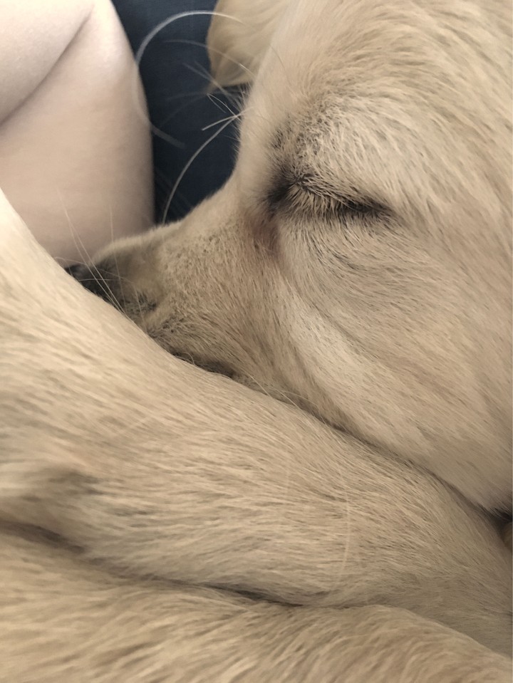 Colorado the Golden Retriever