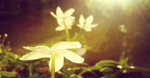 Vintage white flower