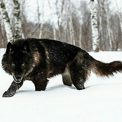 fonds d'écran canidae, Carnivore