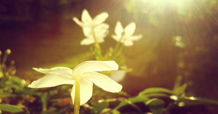 Vintage white flower