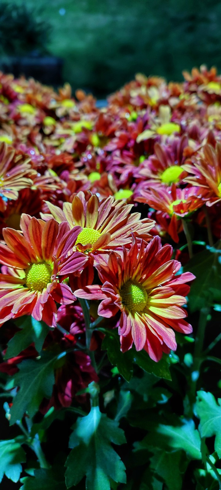bloom like a flower