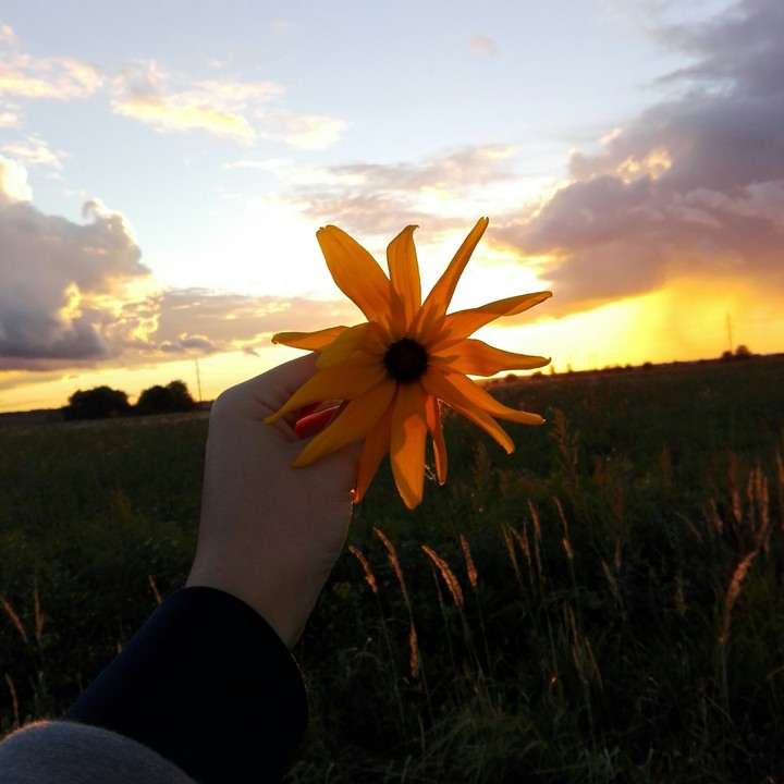 Floral Sunset