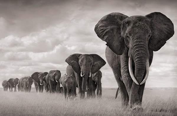 Elephants