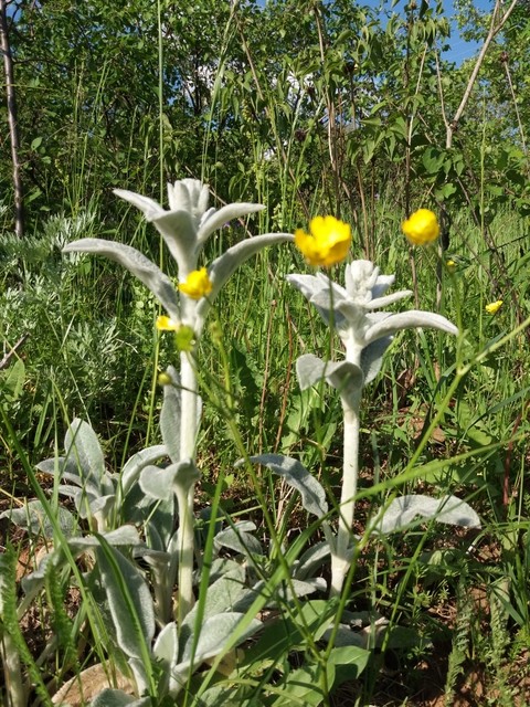 Alien flowers