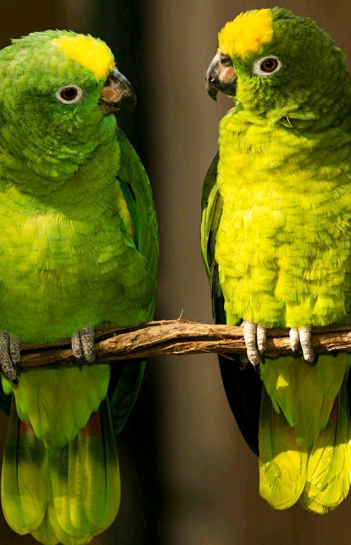 A.R