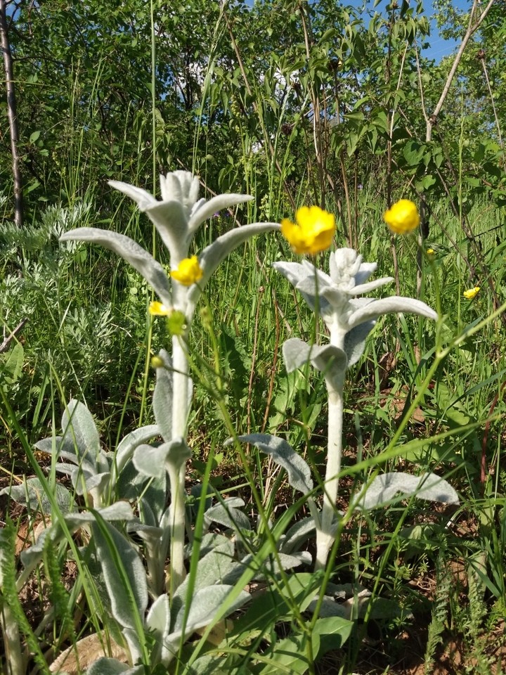 Alien flowers