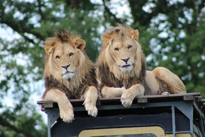 Two brothers on a jeep