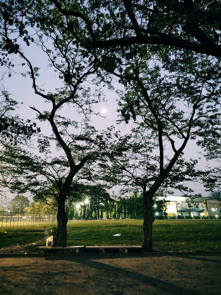 big tree under lighting