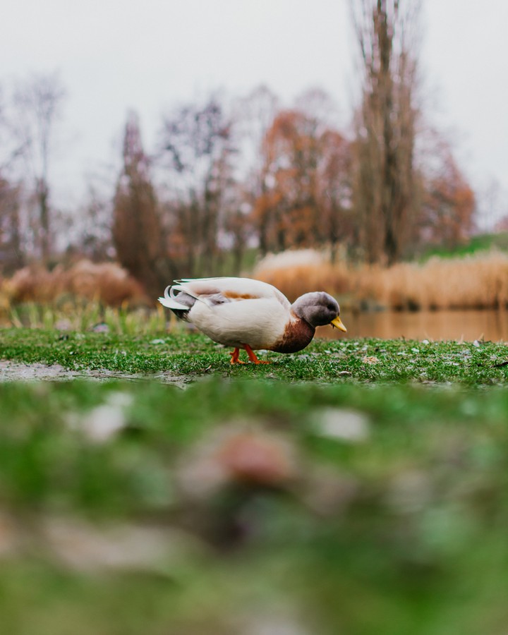 ducks