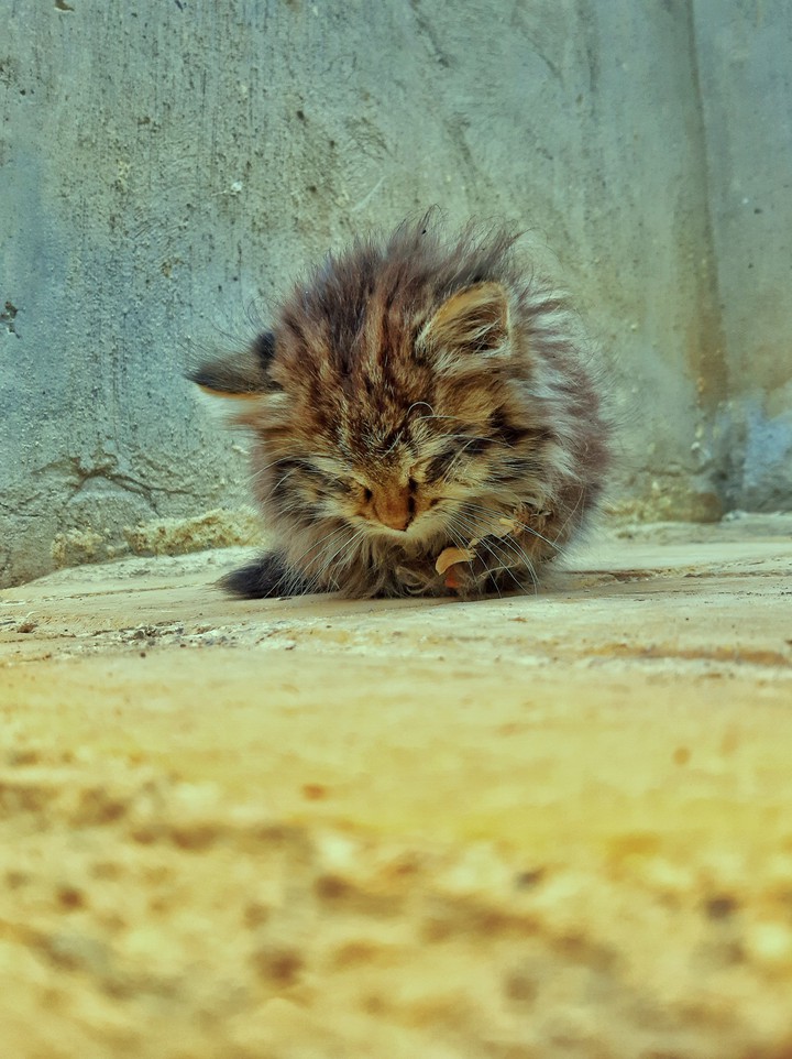 poor kitty