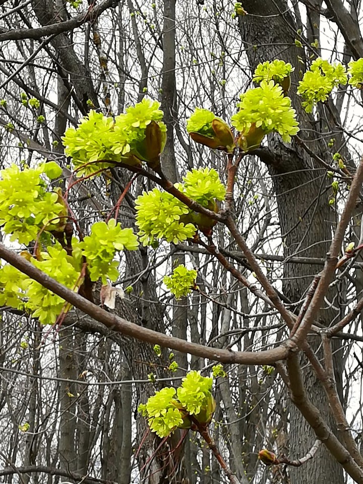 spring