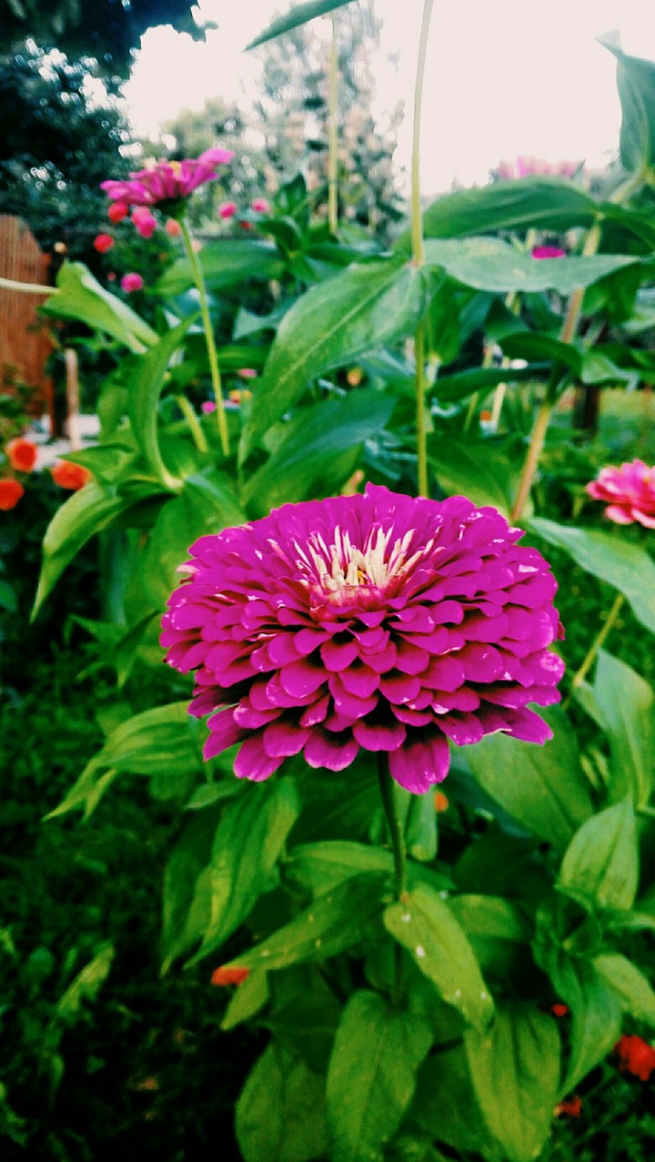 Flowers