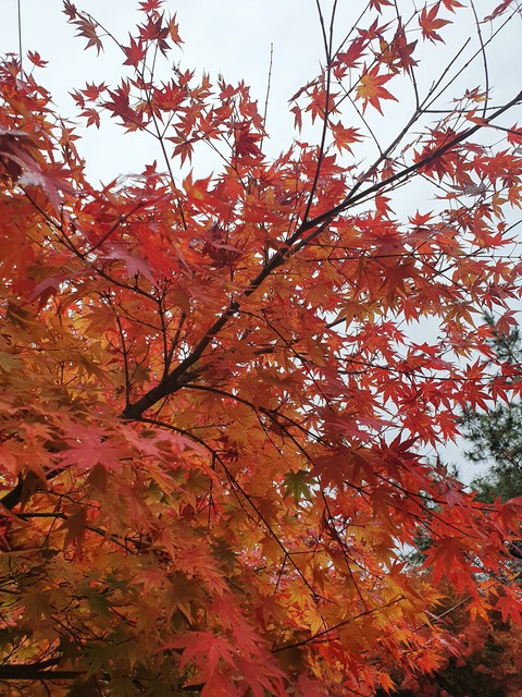 branch, tree wallpapers