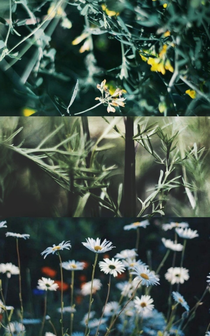 wildflowers