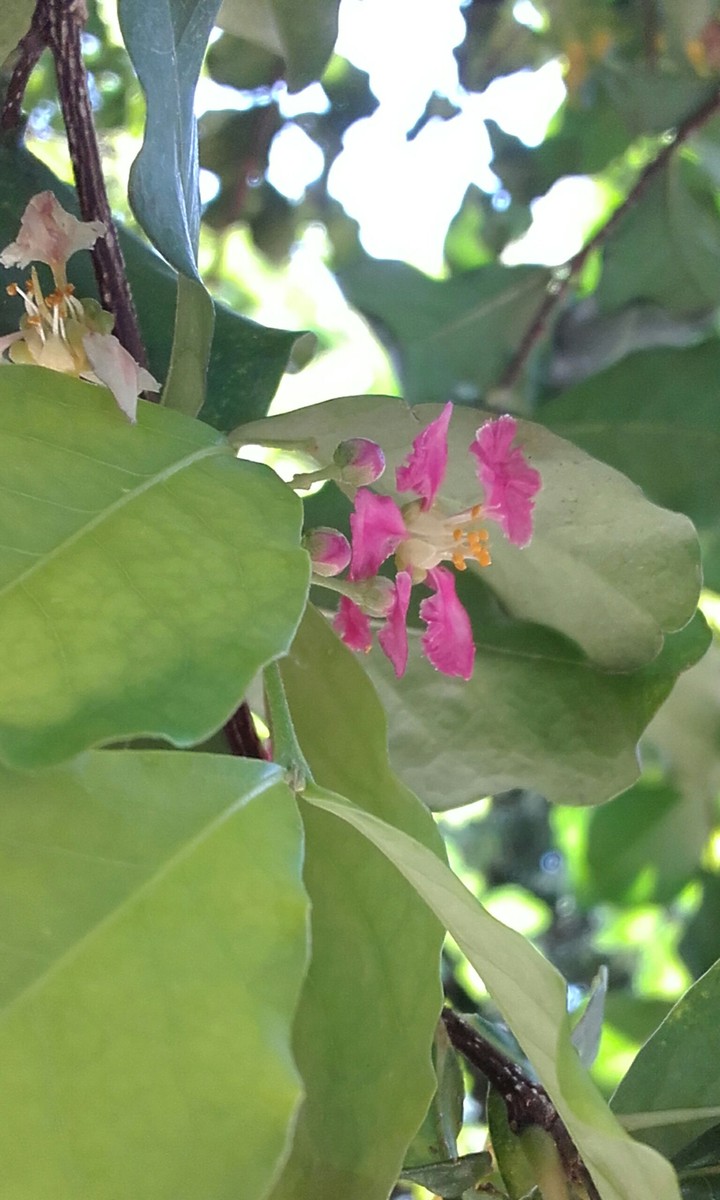 flower