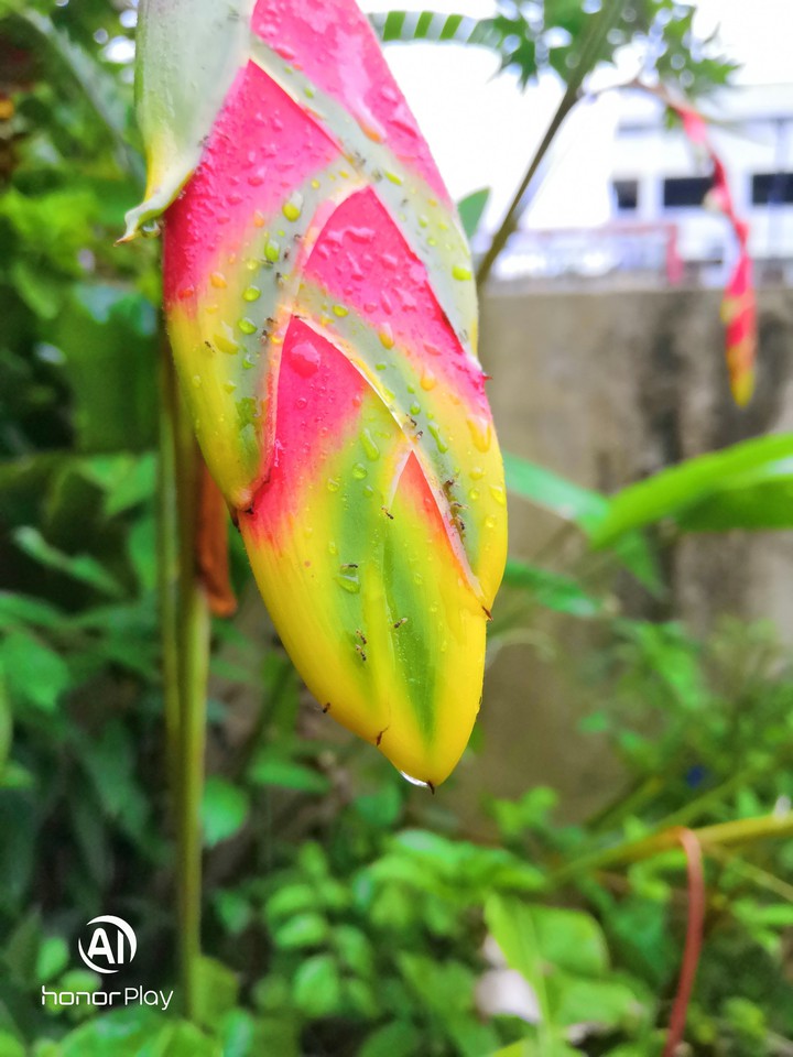 rare flower