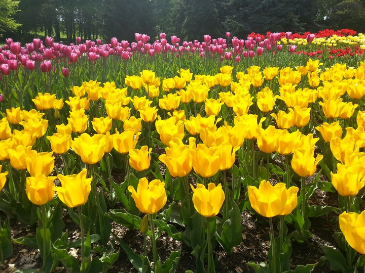 tulip