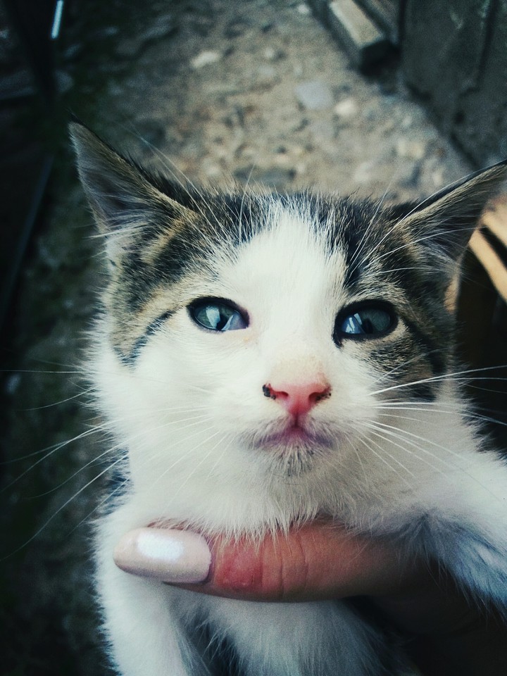 sweet kitten