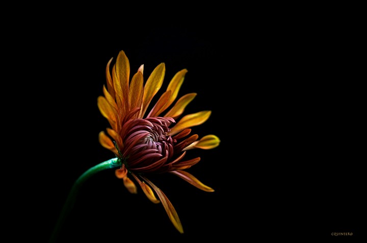 reddish yellow