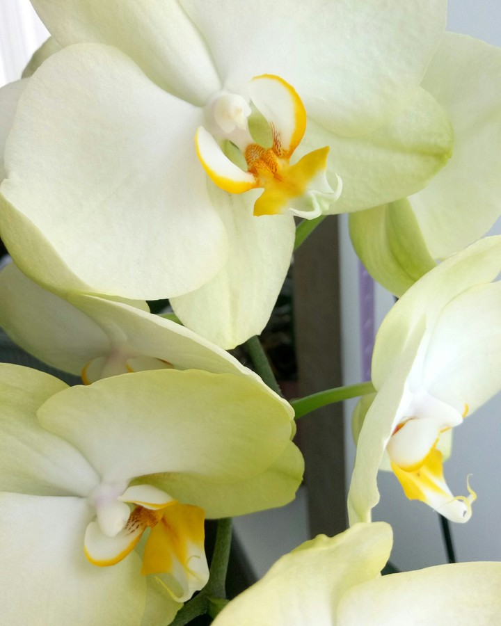 flower orchid
