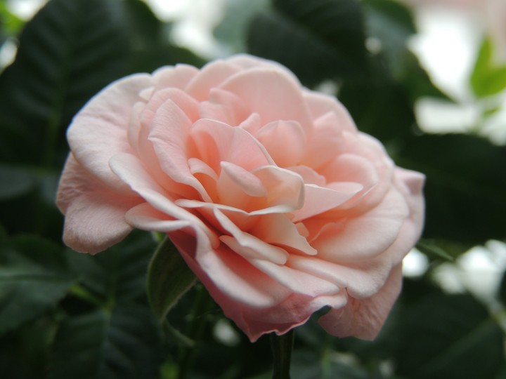rose