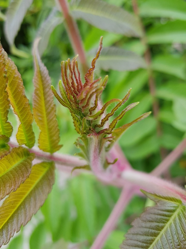 baby leaves