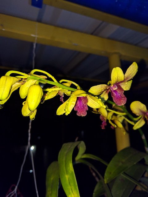 orchid