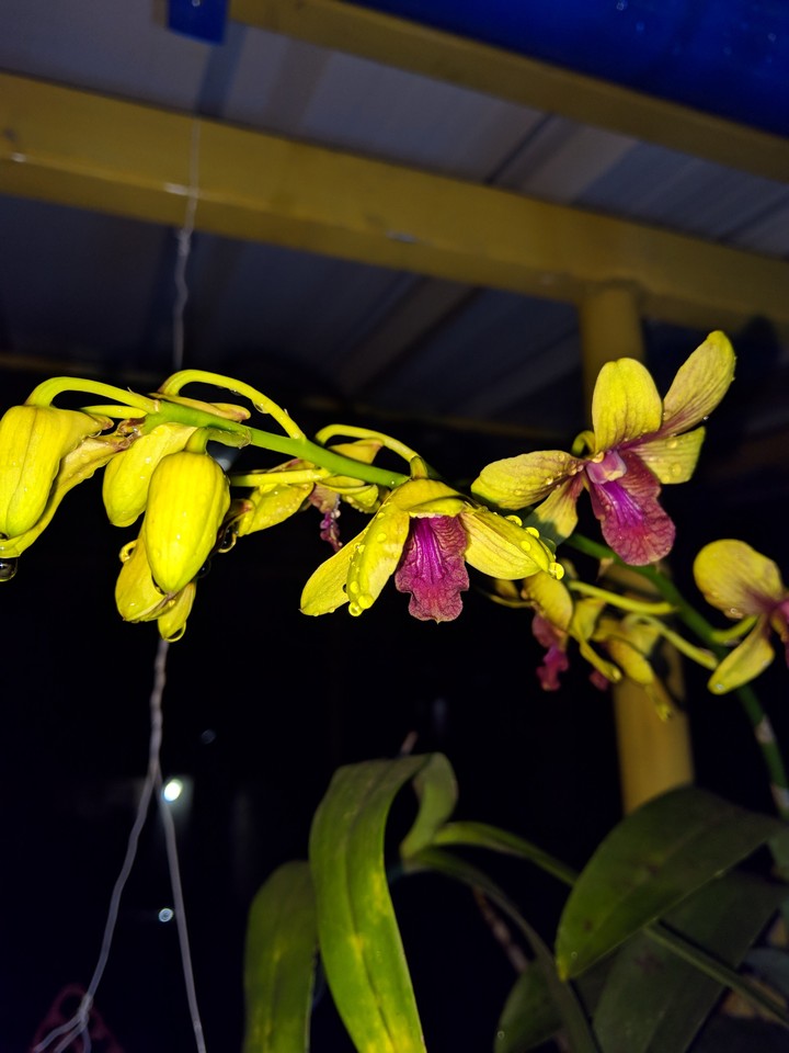 orchid
