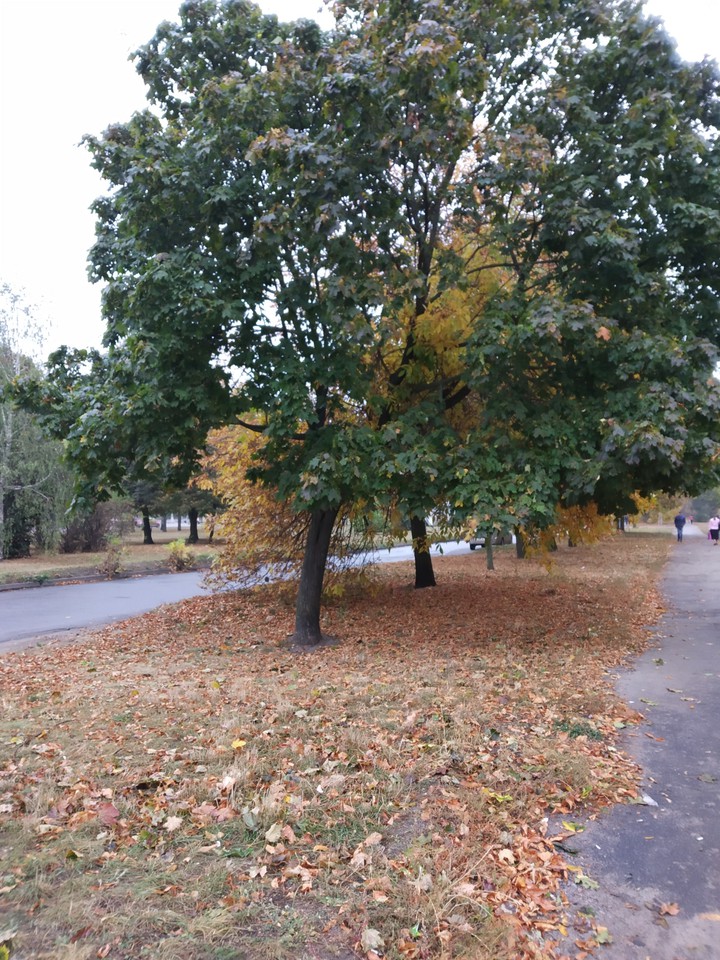 Осень