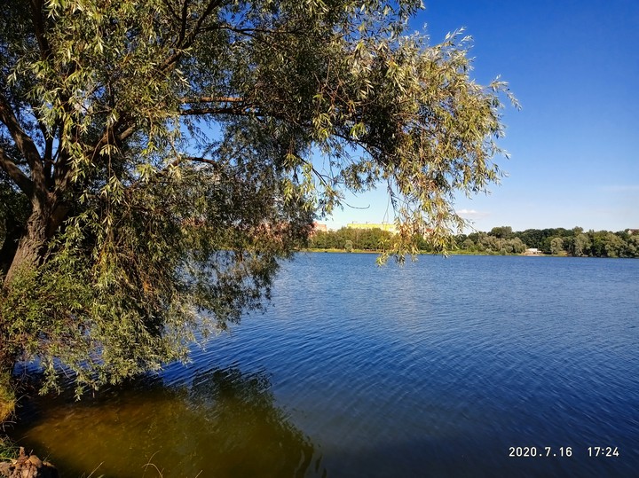Верба над водой