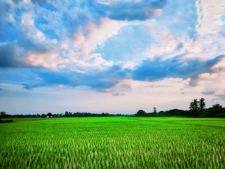 Green fields
