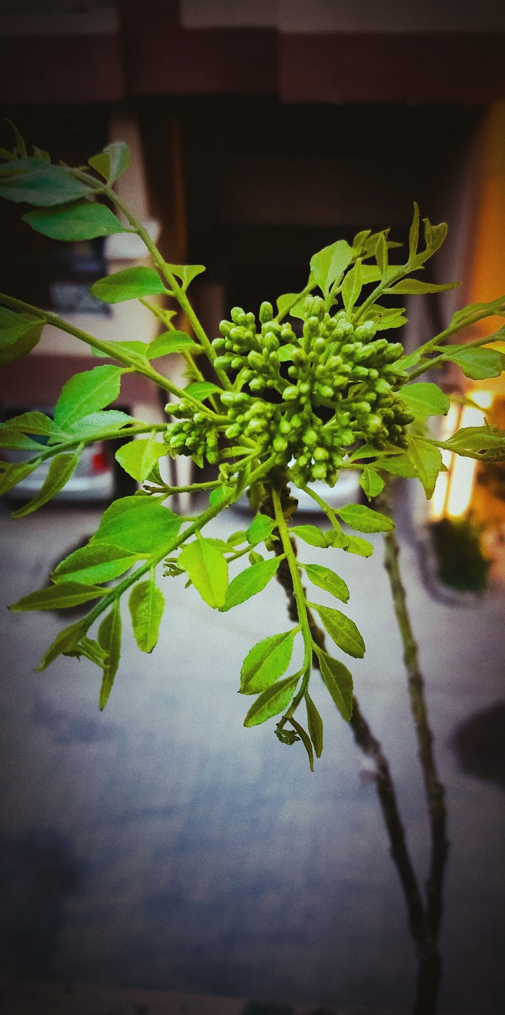 plant