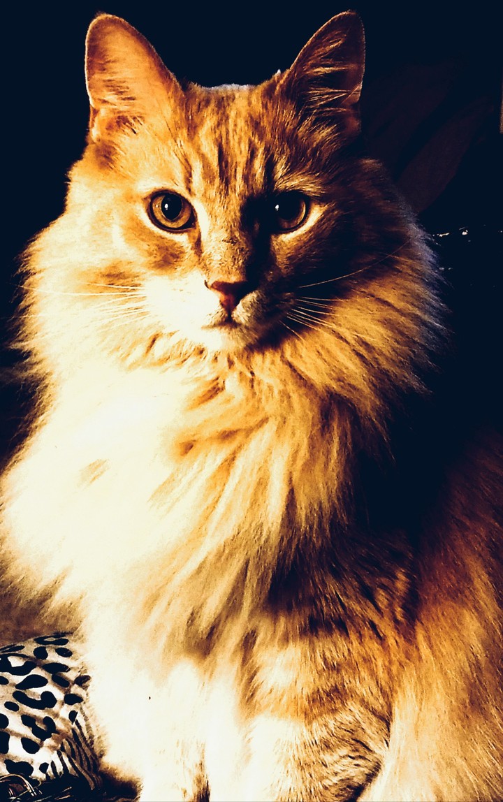 Archie