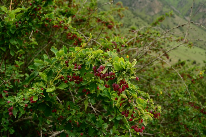 Berberry