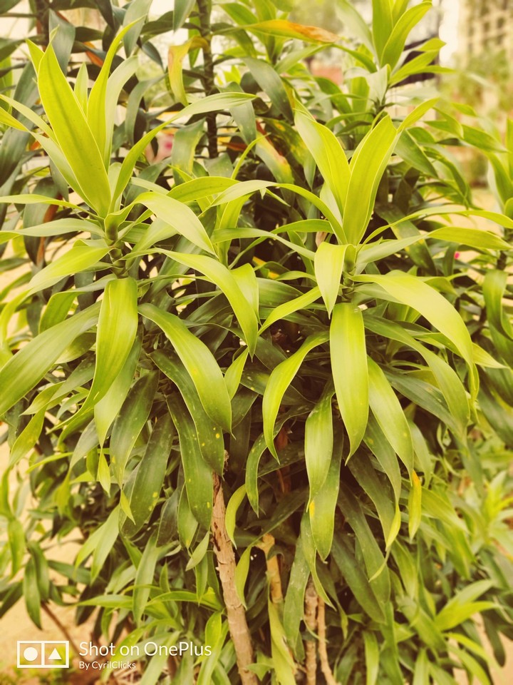 Green leaves attracted by Sunshade
